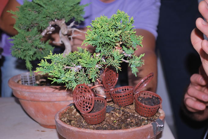 Juniperus chinensis de Domingo Acebedo.