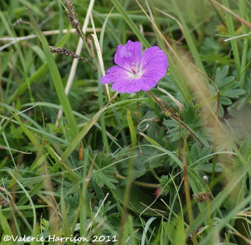 [19-cranesbill%255B2%255D.jpg]