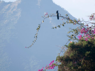 Volcán de Agua with bird and flowers. Photos by TOM HART