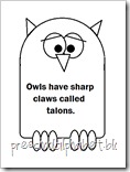 owl5