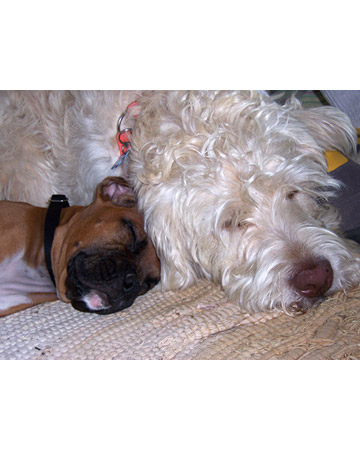 Taz and Azlan, a boxer and labradoodle from Milan, Michigan, became best friends immediately after meeting each other, says ckitty. Taz and Azlan, a boxer and labradoodle from Milan, Michigan, became best friends immediately after meeting each other, says ckitty.