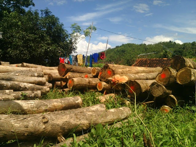 kayu jati jawa barat harga murah kayu jawa barat kayu jati jawa barat harga murah kayu jawa barat