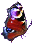 butterflyangle2