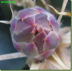 Leuchtenbergia principis bocciolo