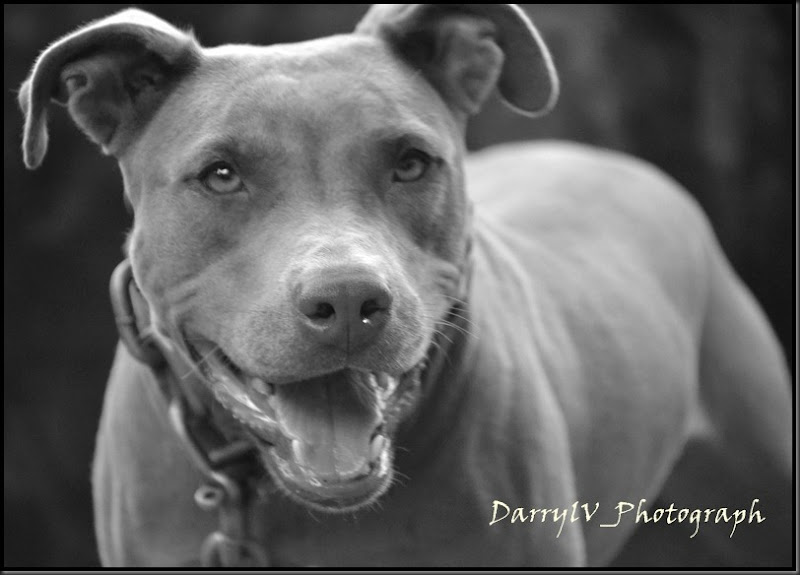 Pitbull 1 Pitbull 1