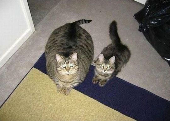 [animals-mini-me-10%255B2%255D.jpg]