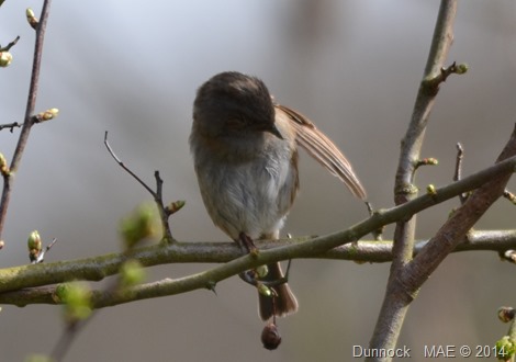 2014-03-30 Copse Wood 006