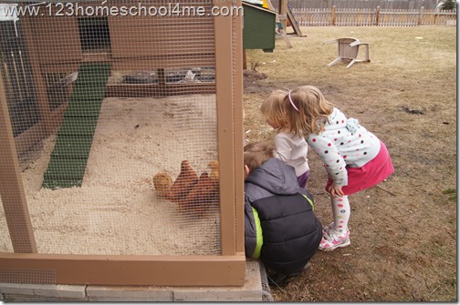 Backyard Chickens: Moving into the Chicken Coop Backyard Chickens: Moving into the Chicken Coop