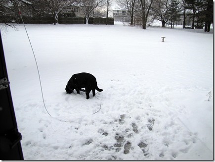 Rigg'sinsnow02-03-13a