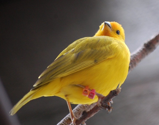 [aviary422.jpg]