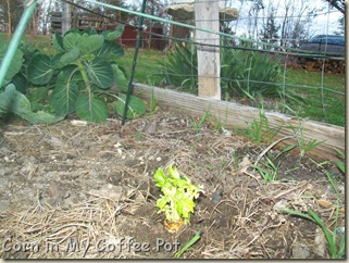 Garden -Jan 2012 002