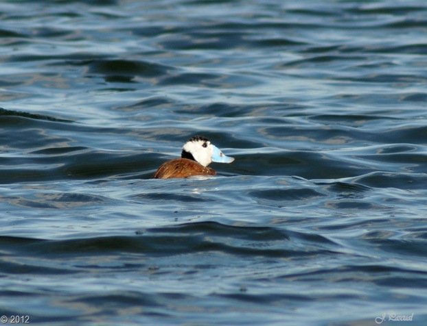 DSC_0019 DSC_0019