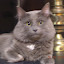 cats_renesme_2010-05-22_02.JPG