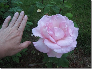 IMG_3339 IMG_3339