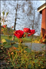 H&oslash;stdag 015