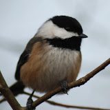 Birds - British Columbia