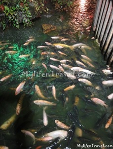 Mae Salong Restaurant 19 Mae Salong Restaurant 19