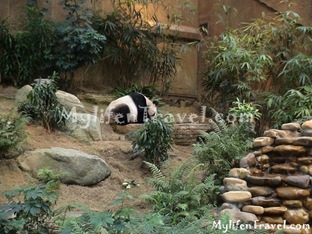 Ocean Park Asian Animal 03 Ocean Park Asian Animal 03