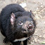 Tasmanian Devil at Lone Pine Sanctuary - Brisbane, Australia