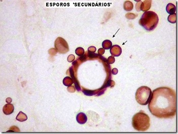 esporos