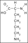 L-Lysine