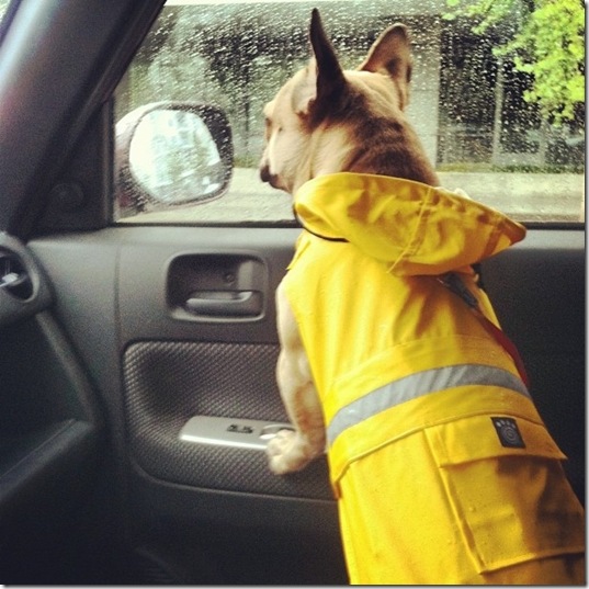 hurricane-sandy-dogs-8