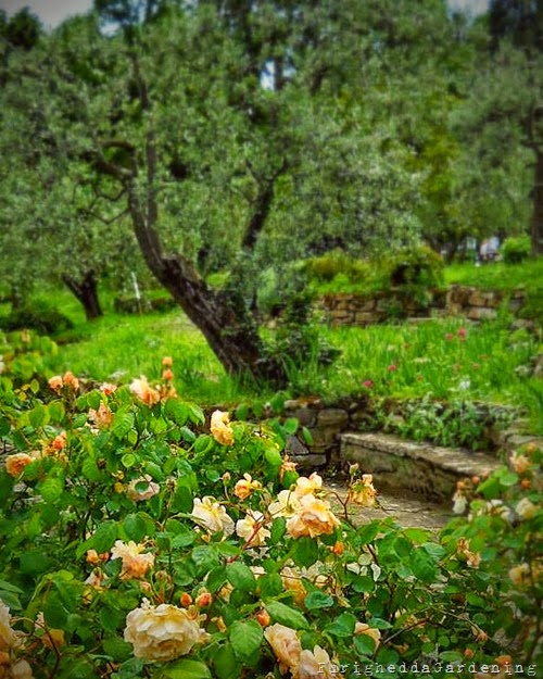 florence garden iris buff beauty rose apricot