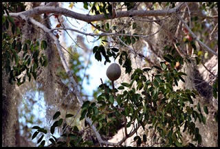 10a1 - Tree Walk - Mahogany Nuts