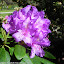 Rhododendron