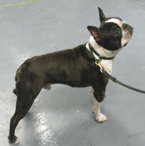 Boston Terrier