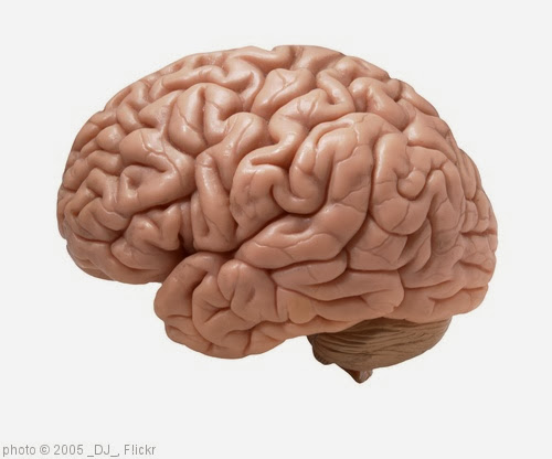 'human brain on white background' photo (c) 2005, _DJ_ - license: http://creativecommons.org/licenses/by-sa/2.0/