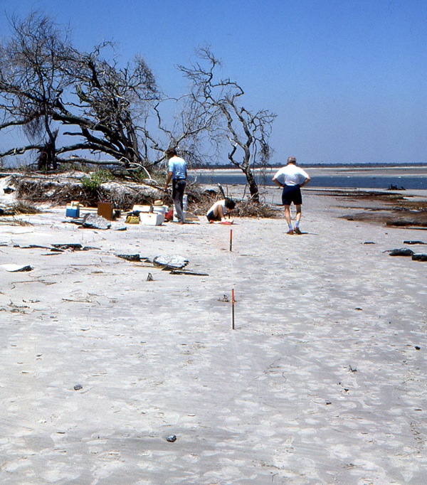 Folly North Site grid establishment - 1990 Folly North Site grid establishment - 1990