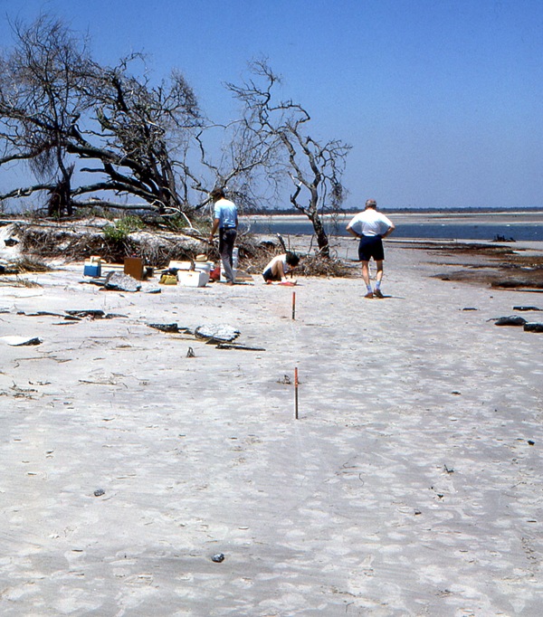 Folly North Site grid establishment - 1990