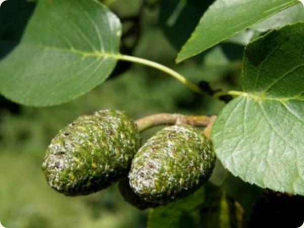 basilicata alnus-cordata