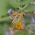 P1060279