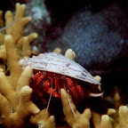 Hermit crab