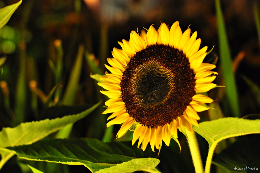 [Sunflower%255B2%255D.jpg]
