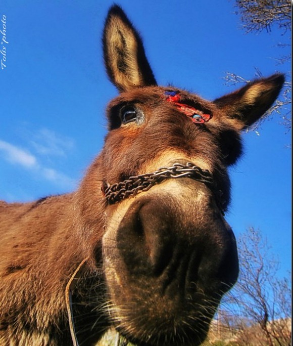 Funny Face Closeup Photo of Donkey