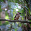 Banded Broadbill_01.jpg