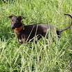 Giacomo