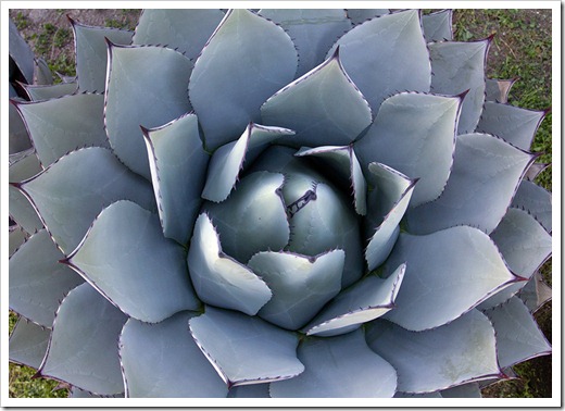 111119_Poots_Agave-parryi_003