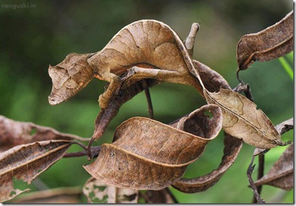 the Satanic Leaf Tailed Gecko, is a species of gecko endemic to the island of Madagascar.