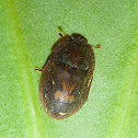 Sap-Feeding Beetle