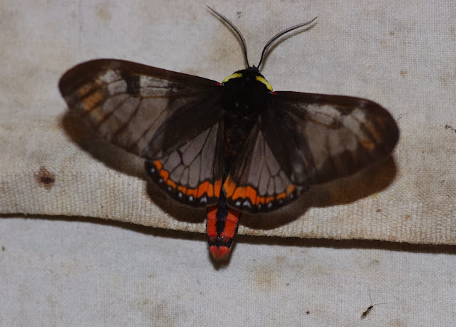 Arctiidae : Pericopini : Dysschema marginalis (WALKER, 1855). Los Cedros, 1400 m, Montagnes de Toisan, Cordillère de La Plata (Imbabura, Équateur), 21 novembre 2013. Photo : J.-M. Gayman