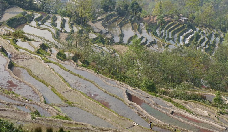 yunnan-rice-terraces-7
