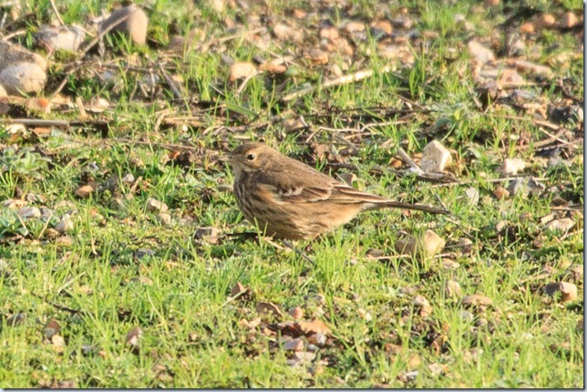 buff-bellied_pipit-1 buff-bellied_pipit-1