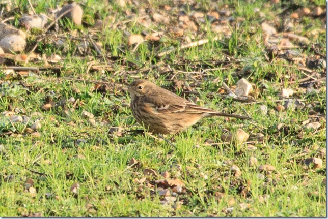 buff-bellied_pipit-1