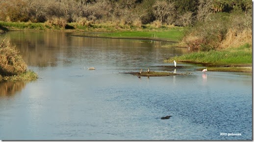 gator spoonbill  026