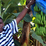 Superguide Bumpy Presenting The Stars Of The Banana Plantation - Castries, St. Lucia