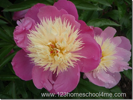 Peony Peony